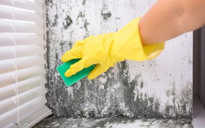 Expert Tips Mold Remediation Specialist
