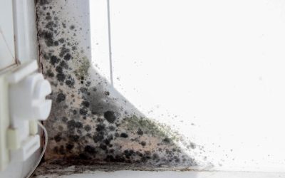 What Causes Mold to Grow in the First Place?